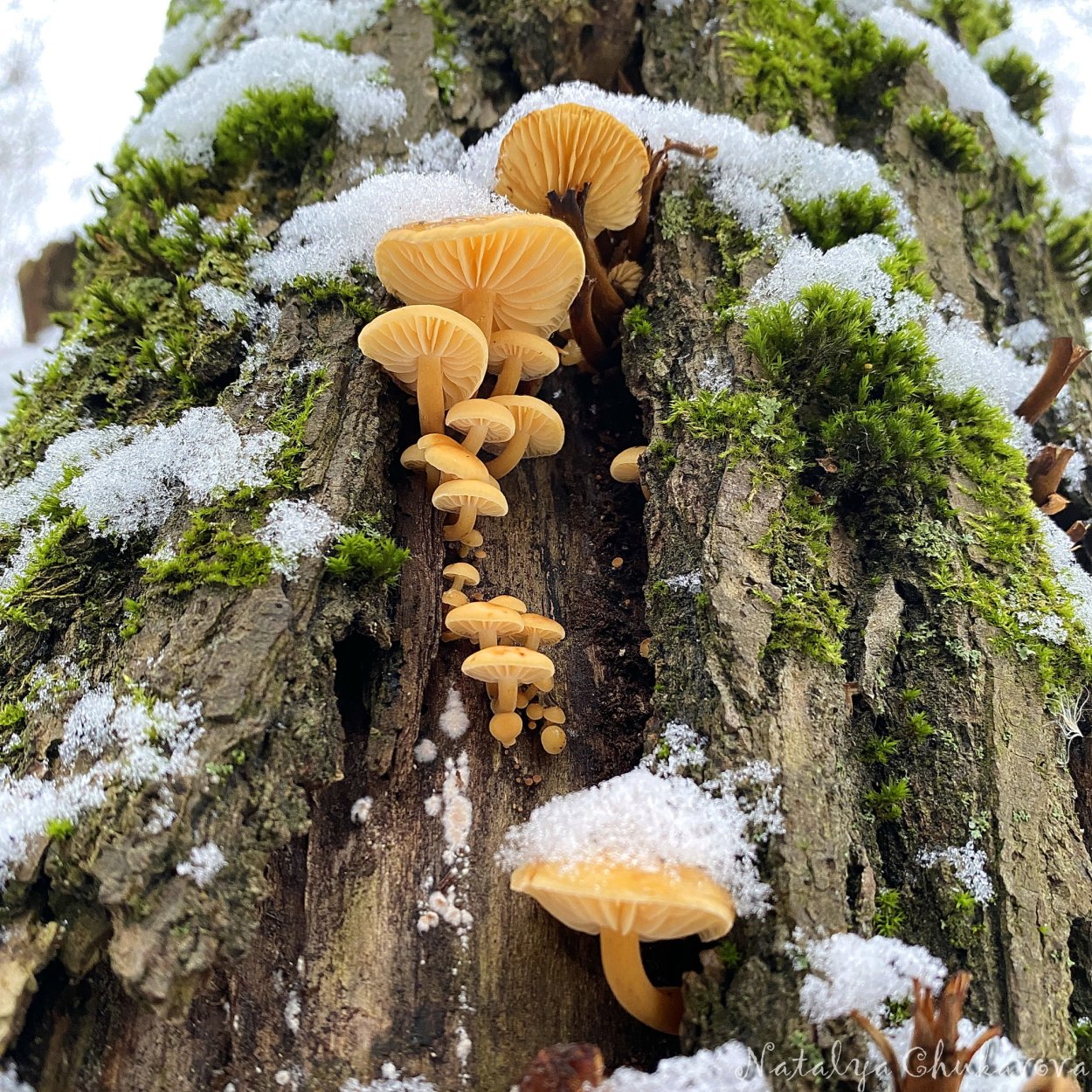 Опенок темный Armillaria ostoyae