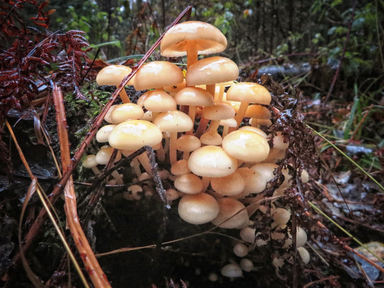 Озимовые опята