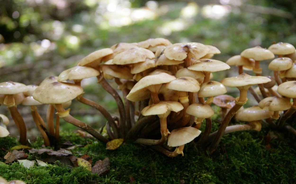 Фламмулина бархатистая