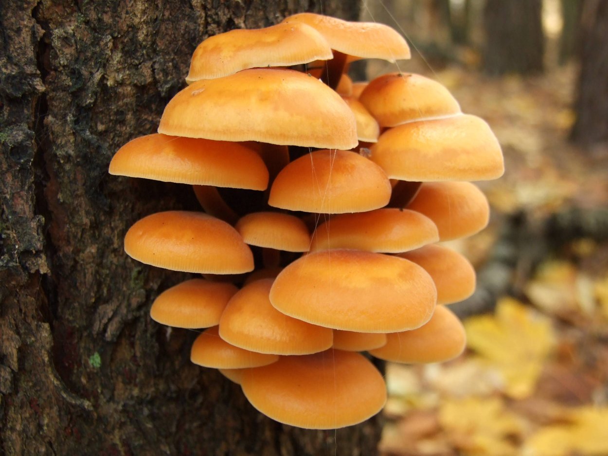 Фламмулина бархатистоножковая зимний опенок