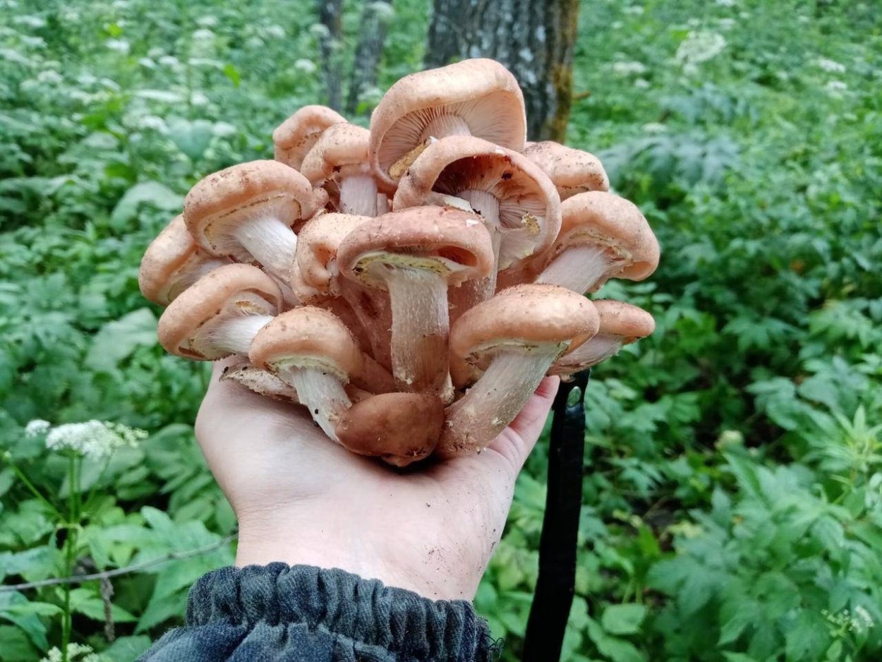 Грибы на Кубани опята