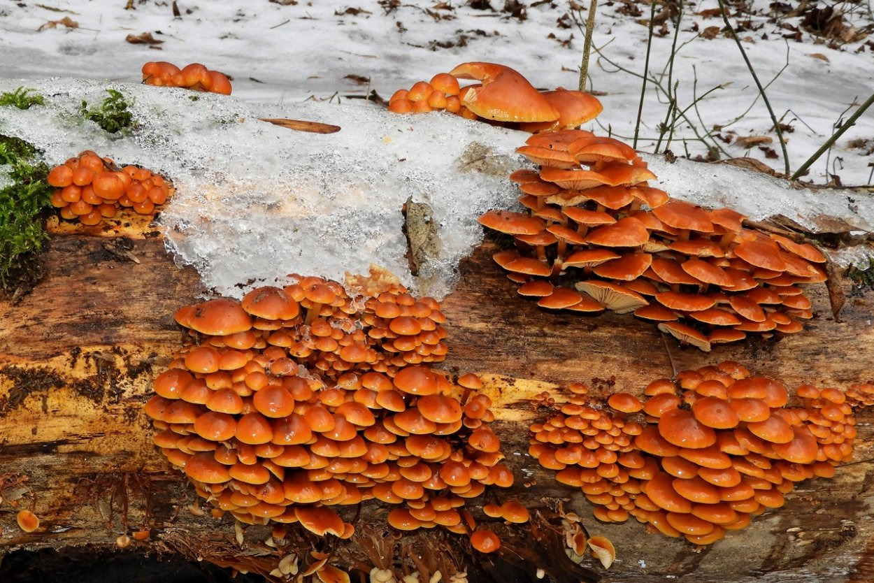 Зимний опенок фламмулина