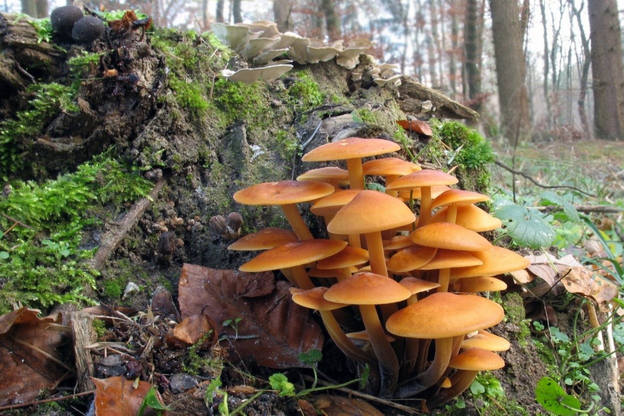 Грибы Морозики опята