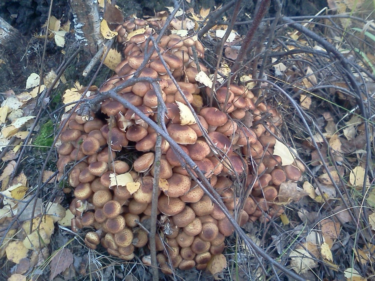 Поляна опят