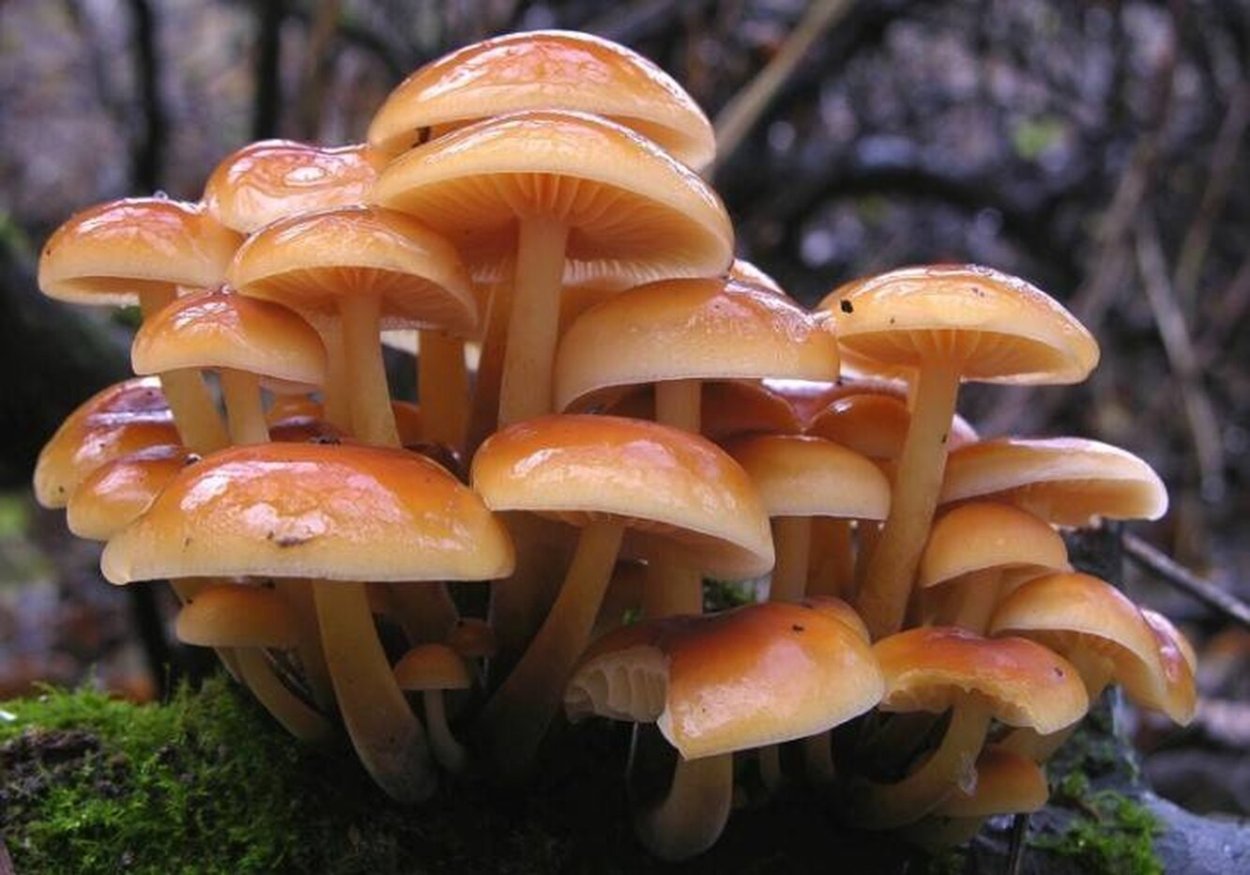 1. Armillaria mellea – опенок осенний