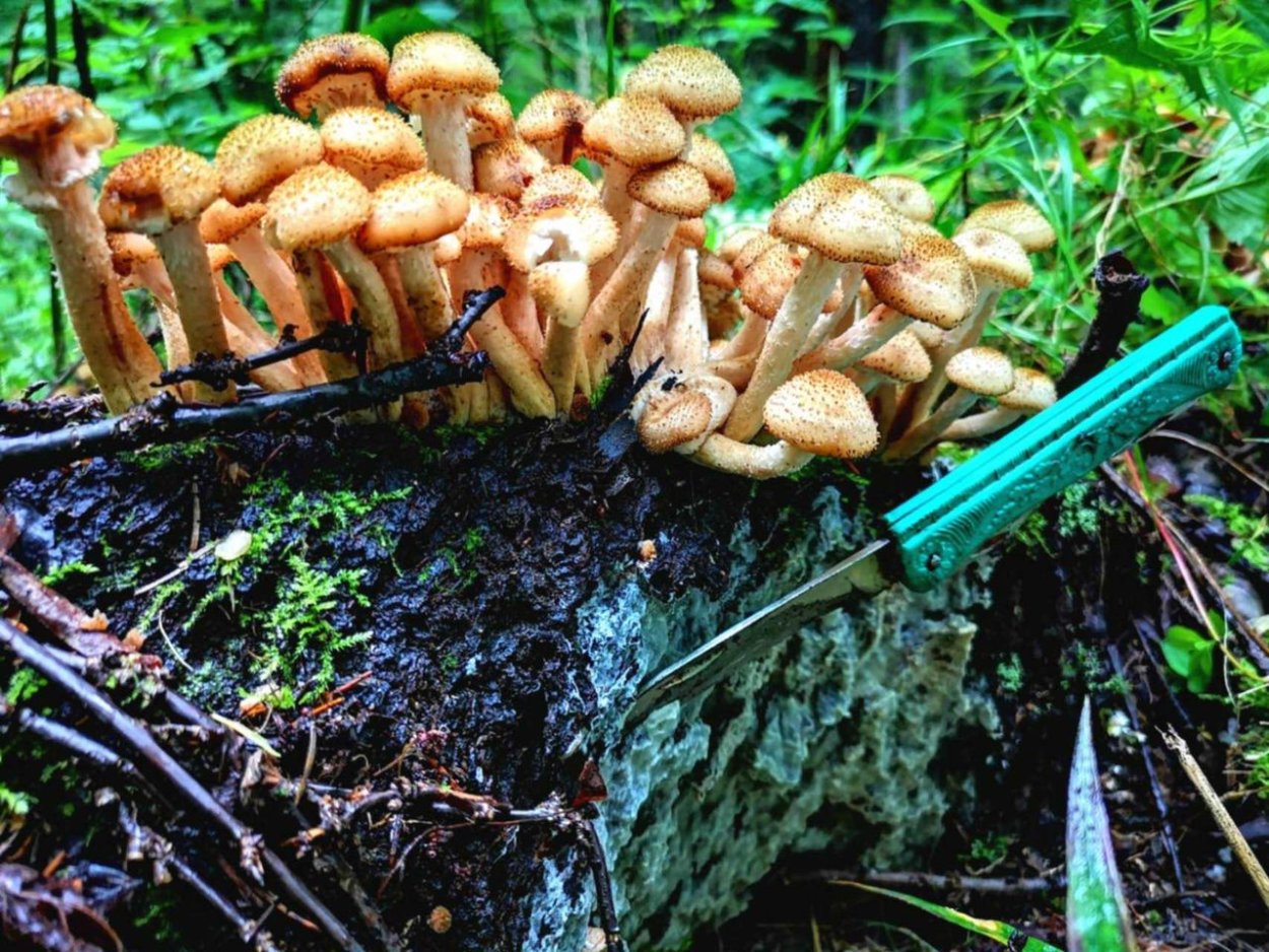 Опята фламмулина