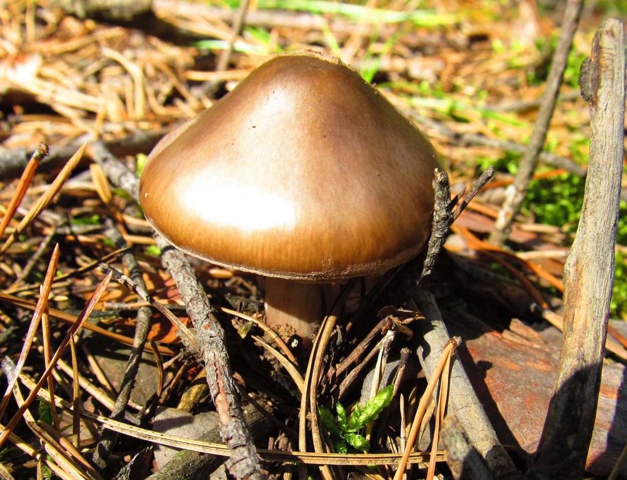 Грибы в Подмосковье маслята