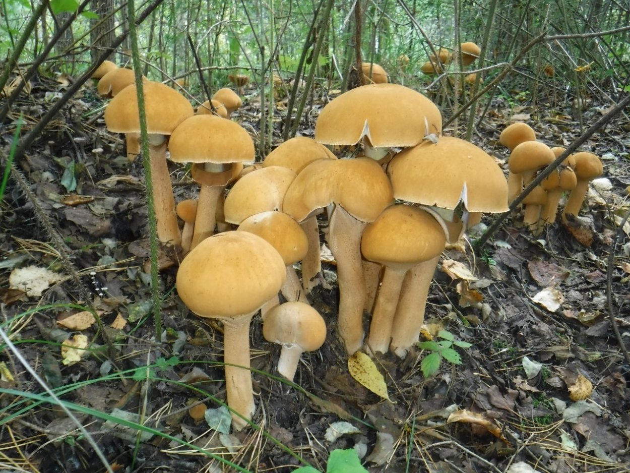 Чешуйчатка травяная