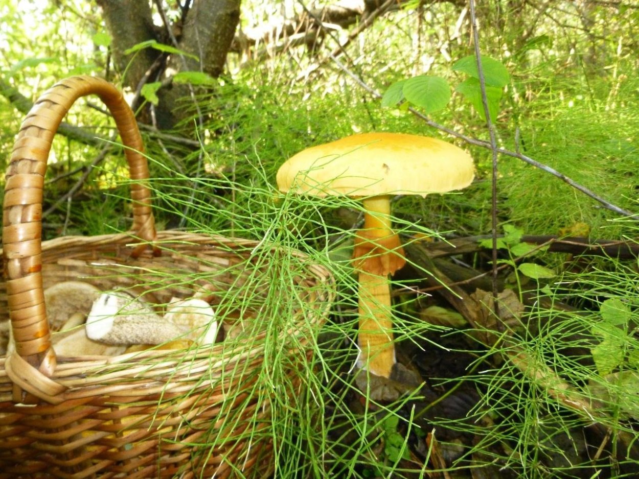 Ядовитые грибы Сахалина