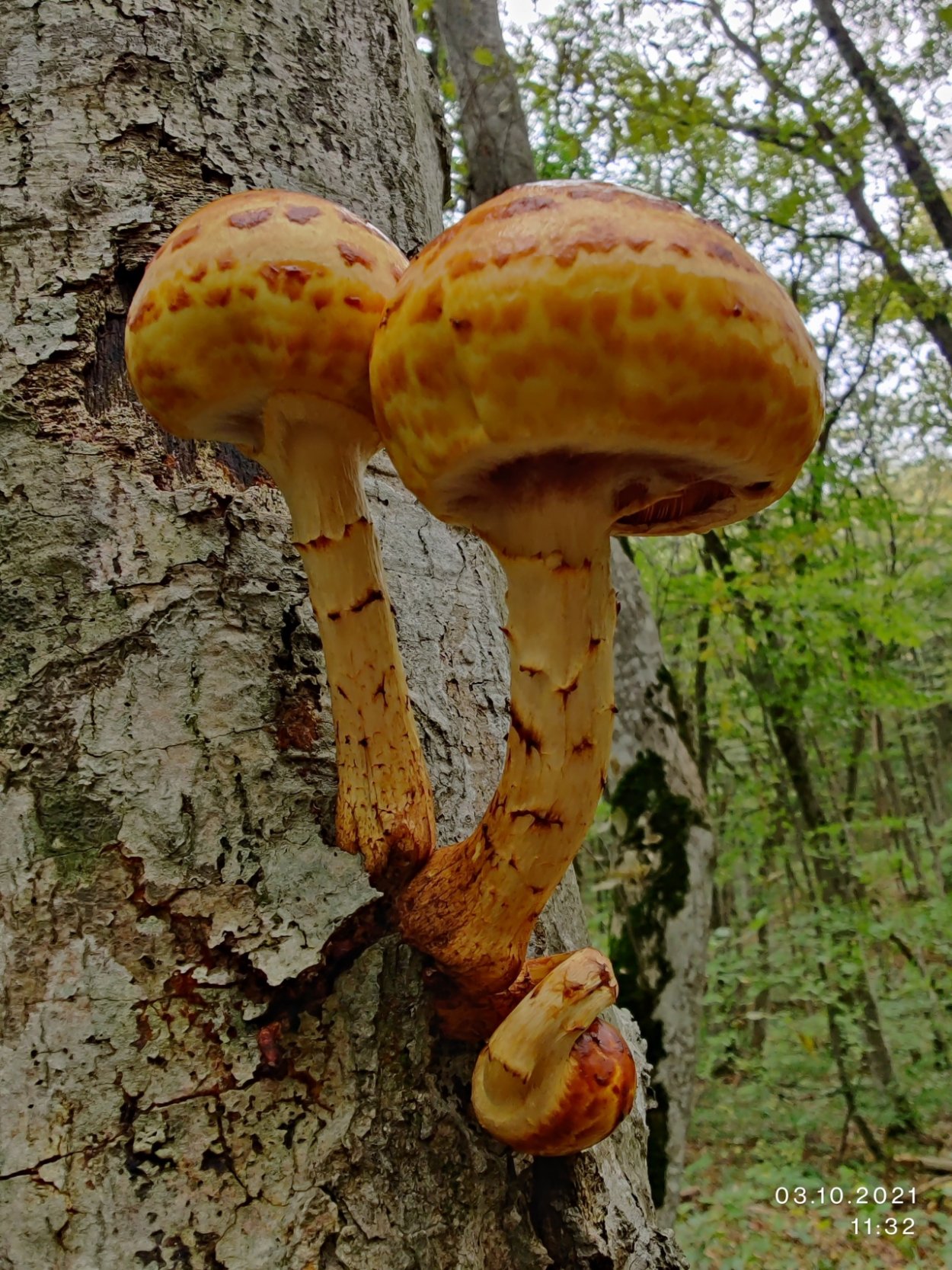 Чешуйчатка золотистая гриб