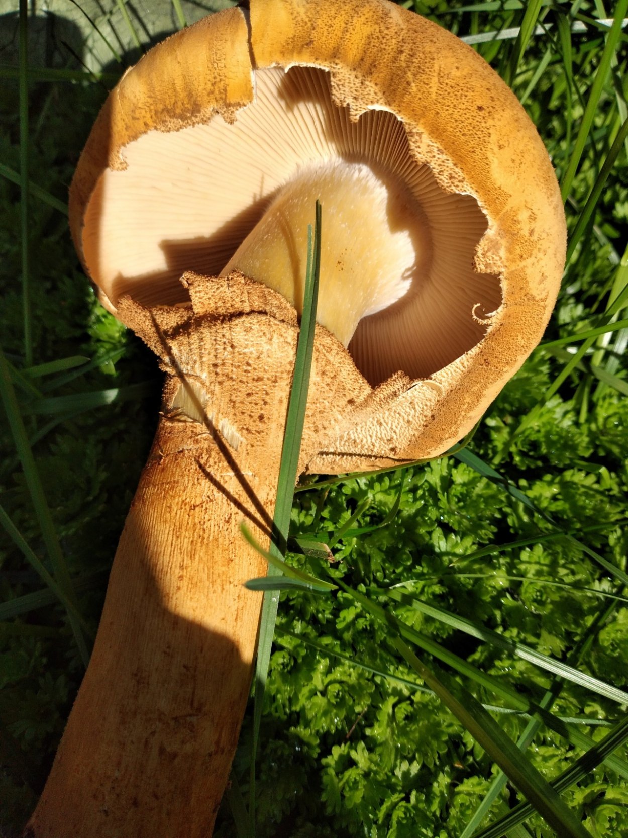 Золотой гриб Маджестик