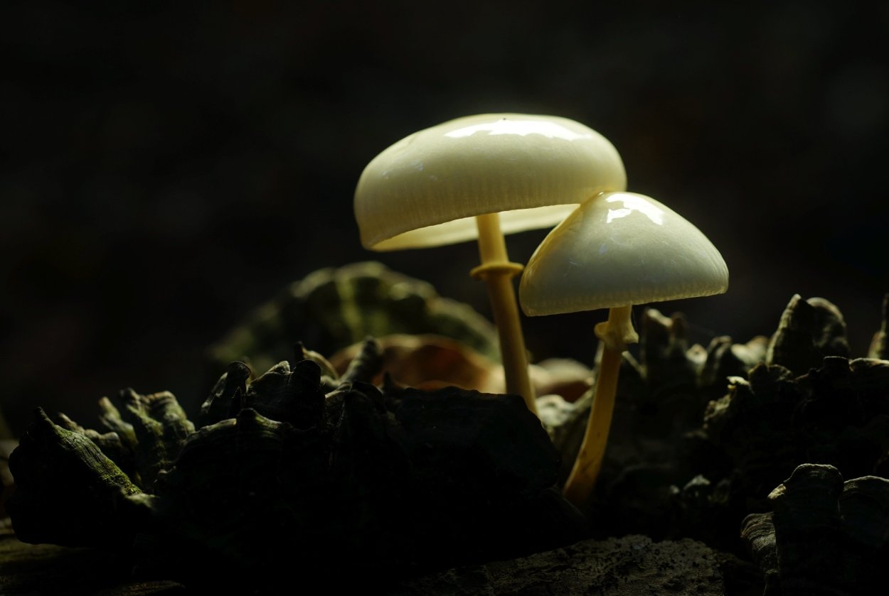 Самый большой в мире гриб Боровик