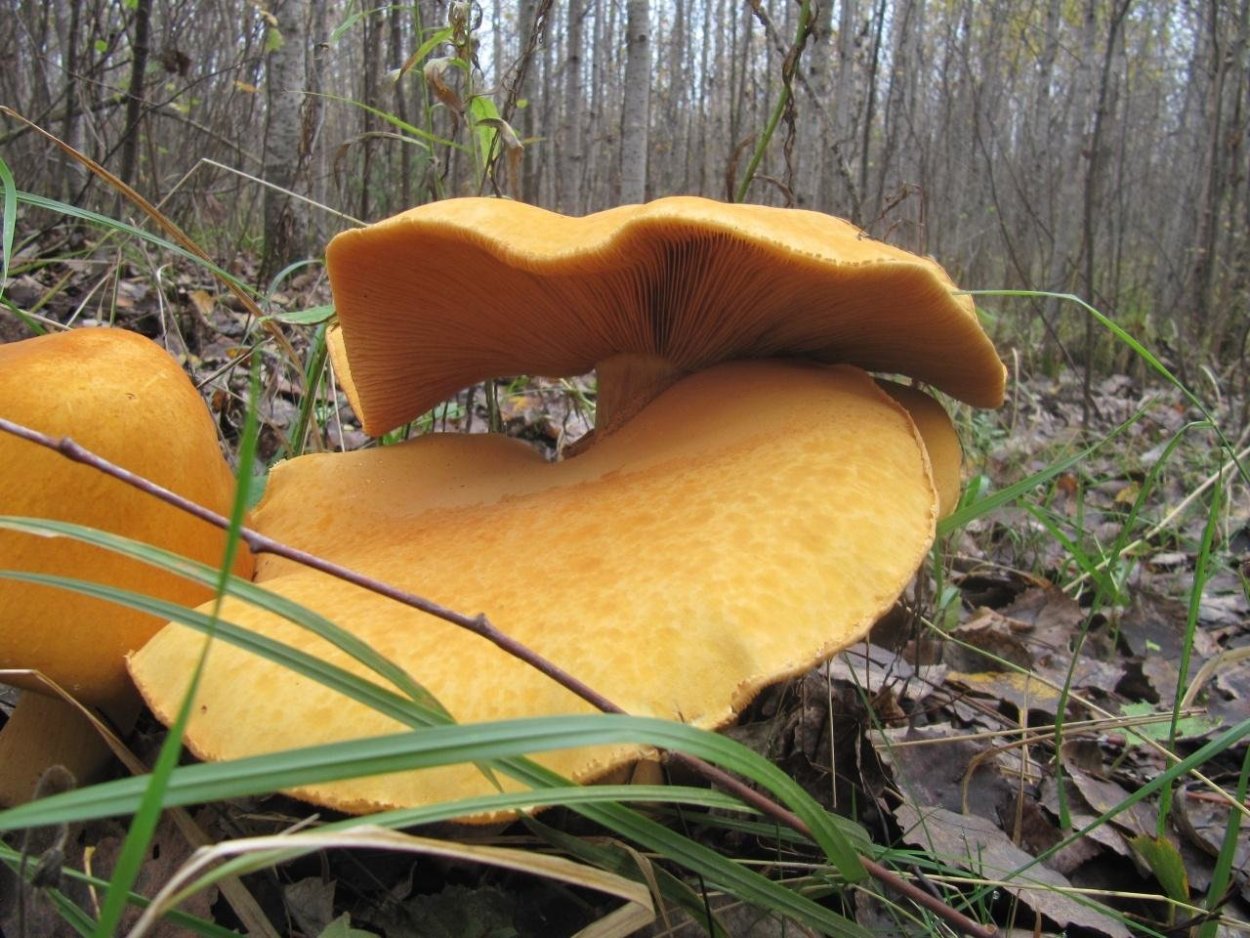 А грибы грибы где