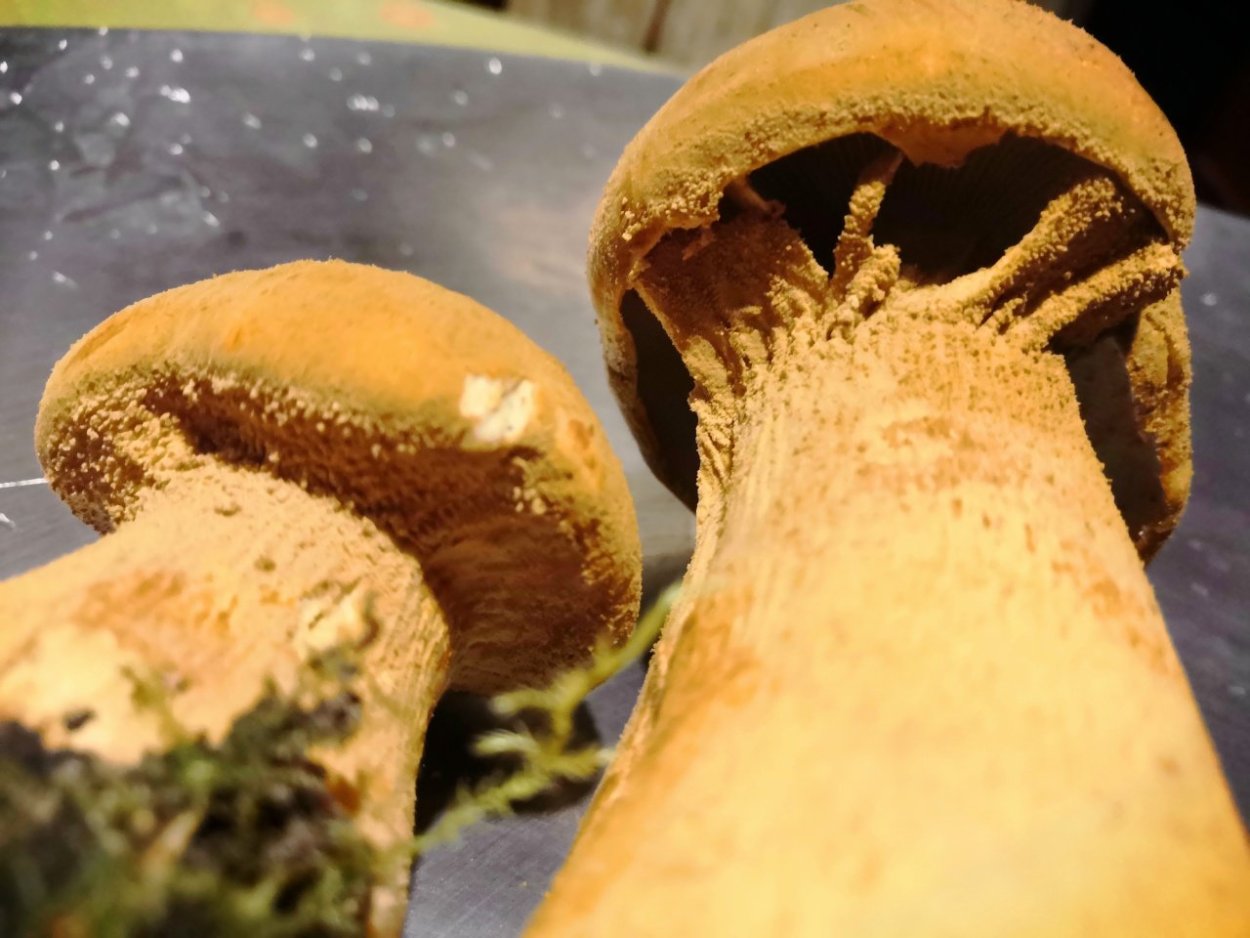 Чешуйчатка травяная Phaeolepiota Aurea