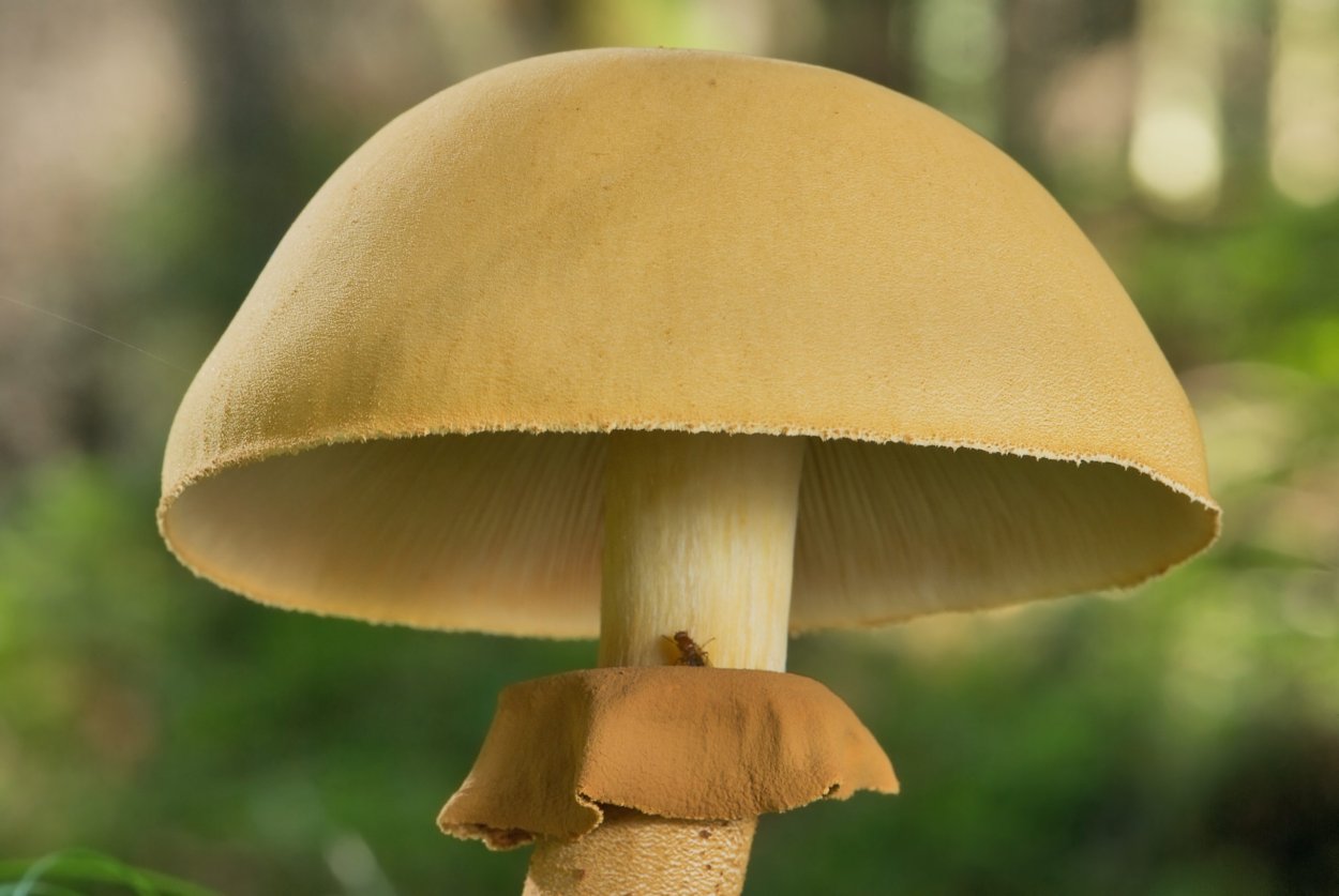 Чешуйчатка травяная феолепиота