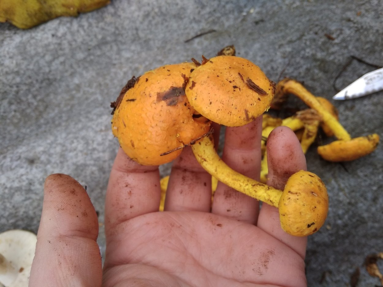 Канадский золотистый Боровик