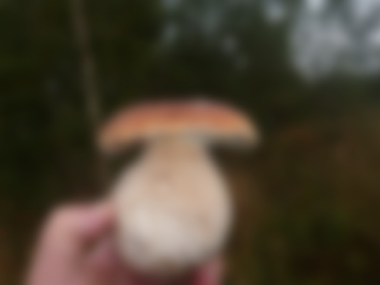 Гриб феолепиота золотистая