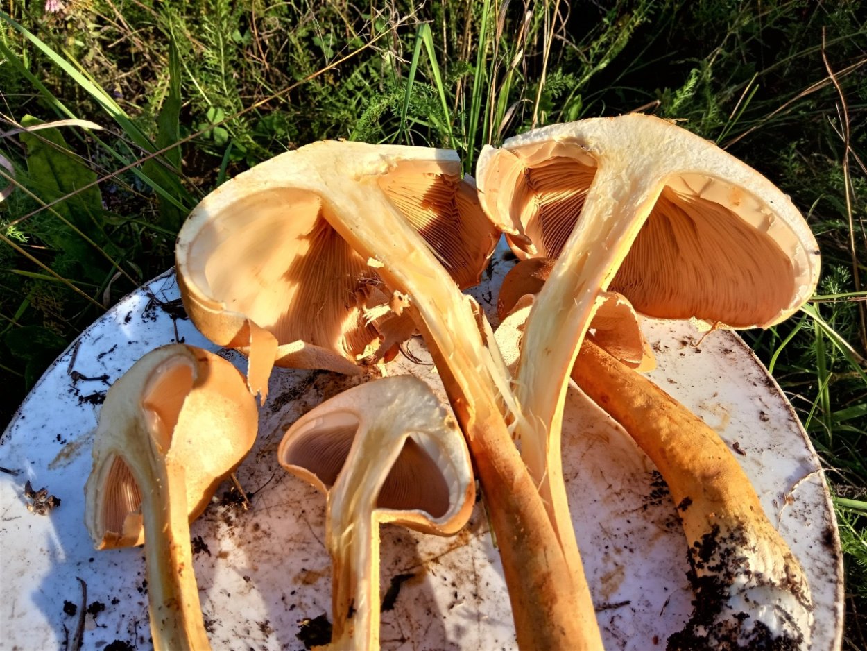 Самый большой гриб