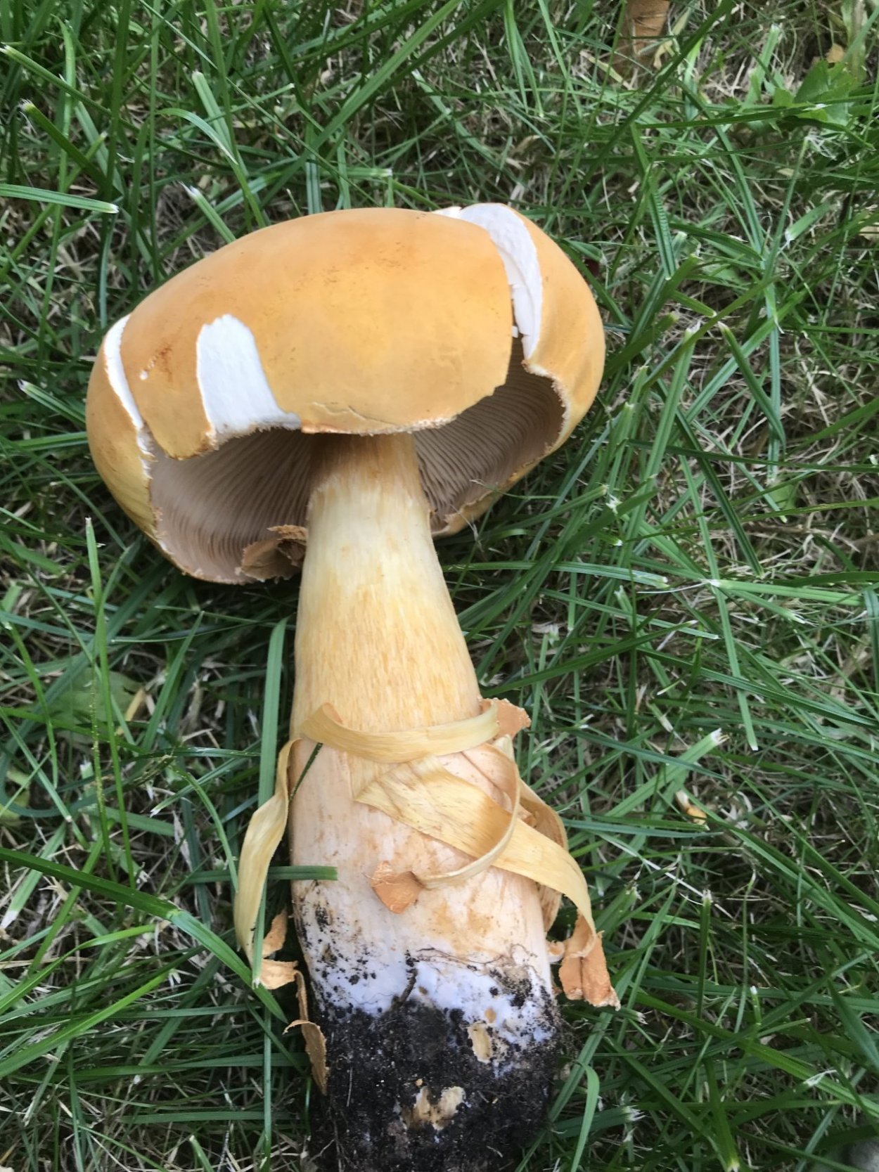 Опята чешуйчатка