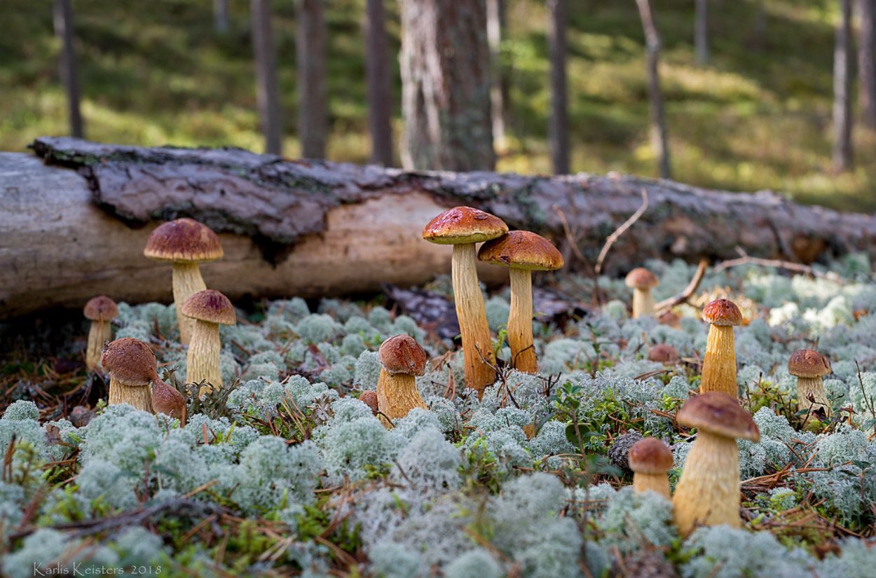 Королевские опята чешуйчатка золотистая