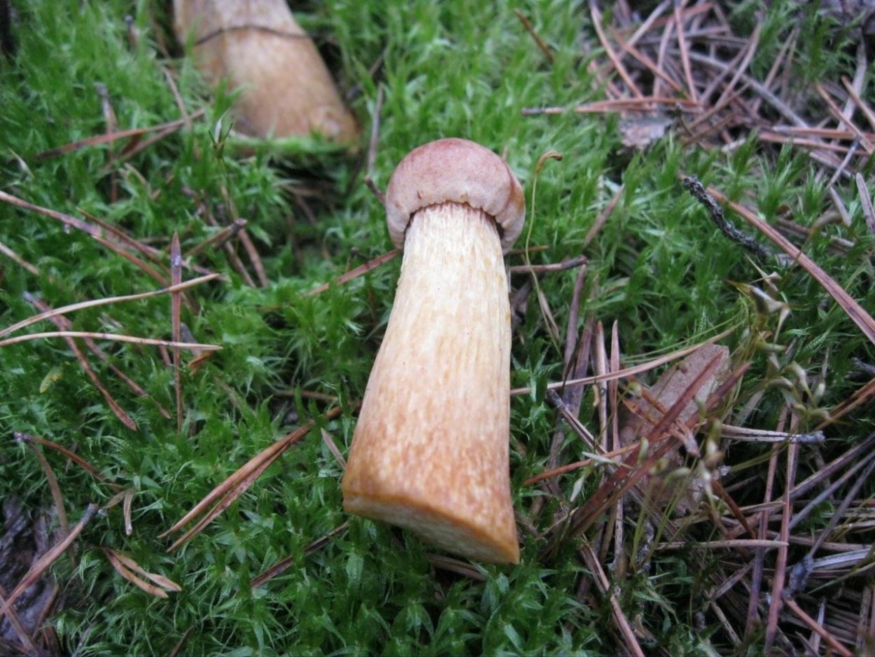 Феолепиота золотистая чешуйчатка