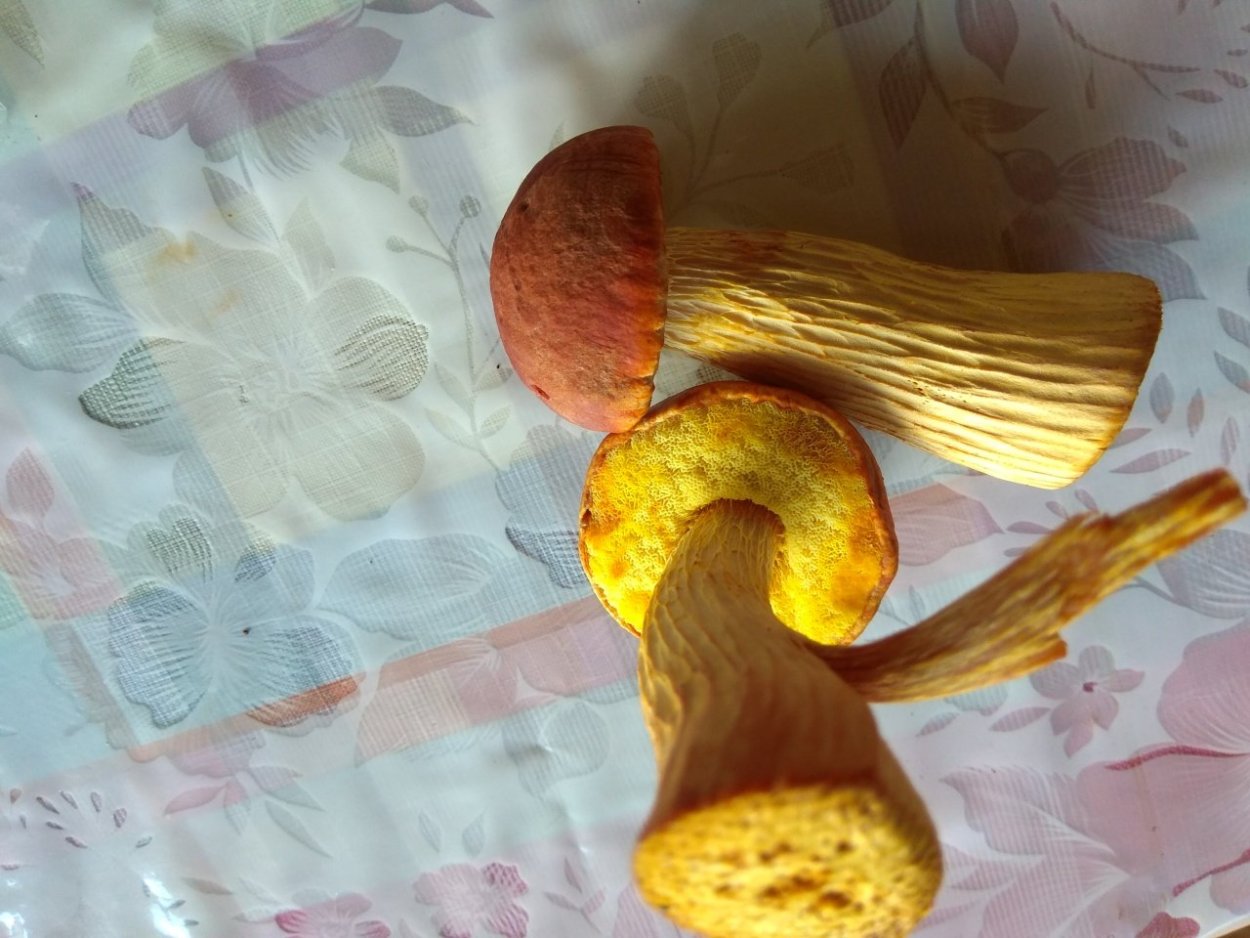 Феолепиота золотистая чешуйчатка