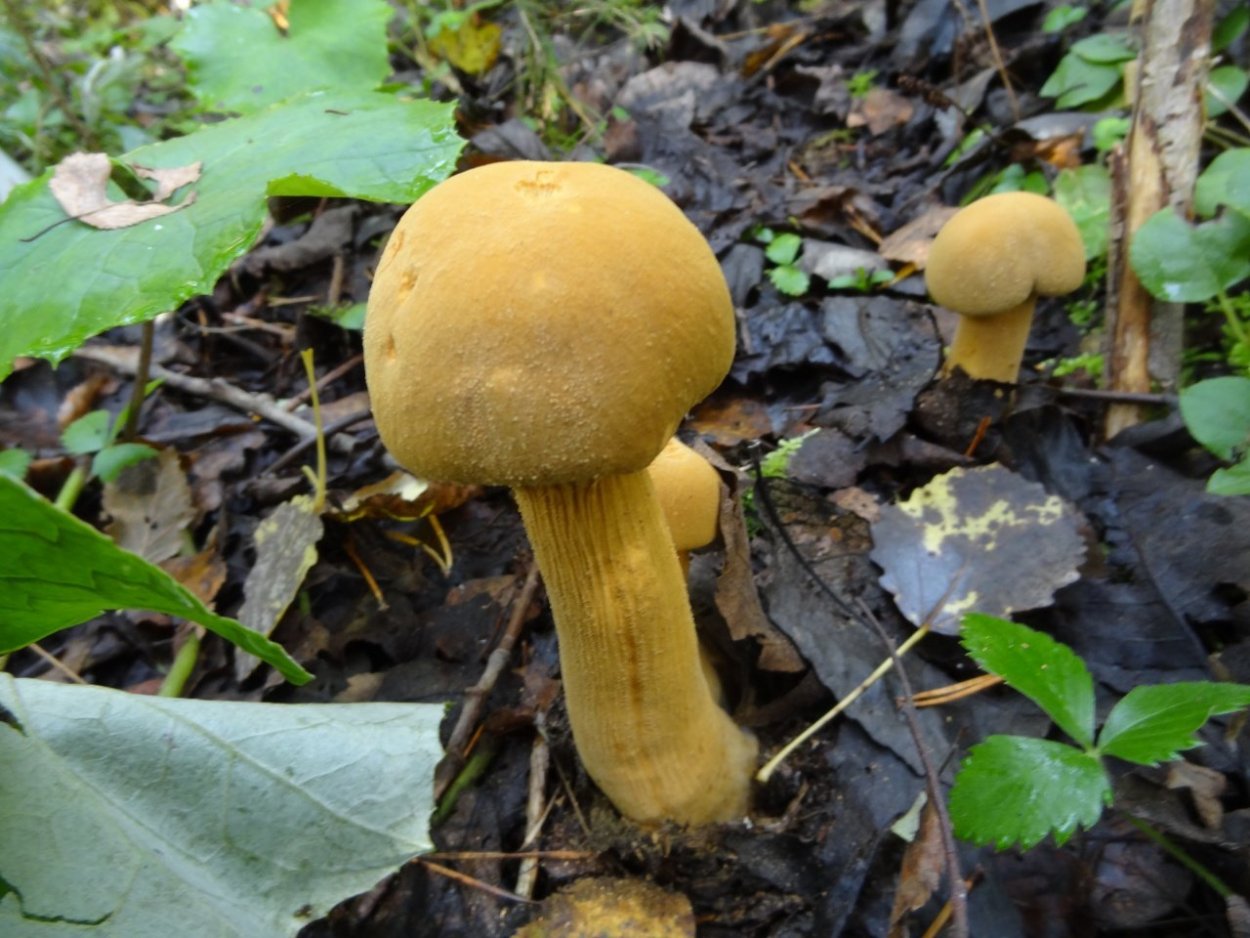 Чешуйчатка травяная Phaeolepiota Aurea