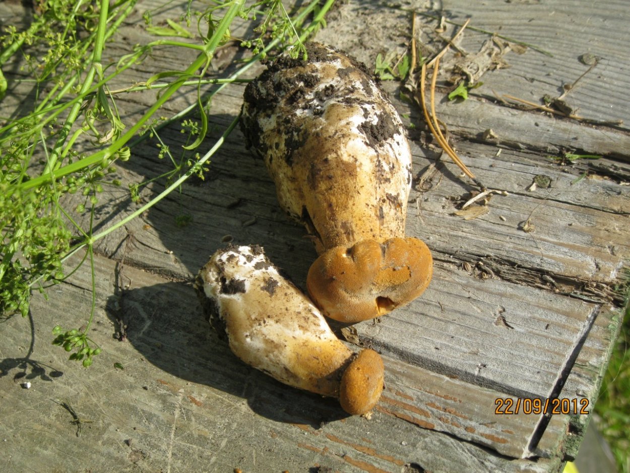 Феолепиота золотистая чешуйчатка