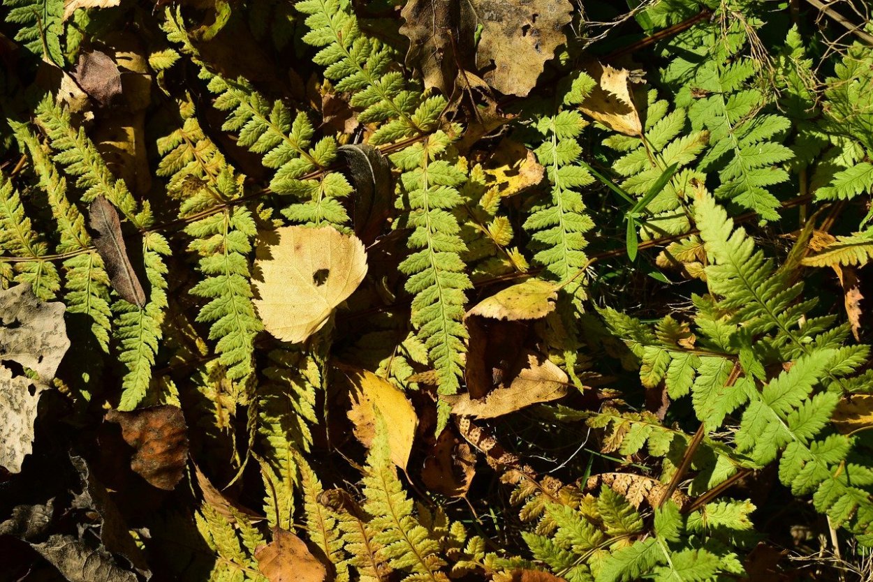 Фернс папоротник