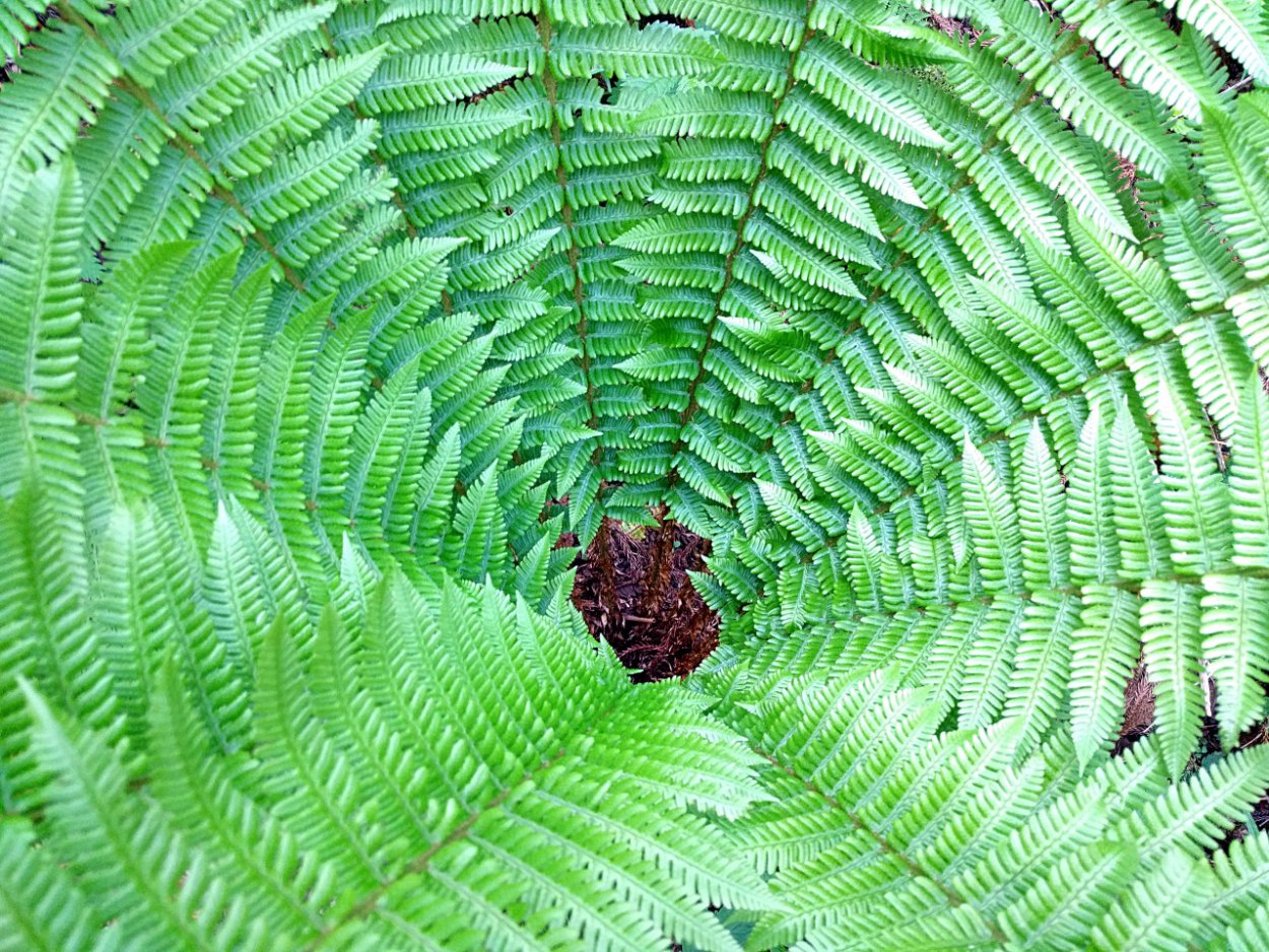 Древовидный папоротник Девон