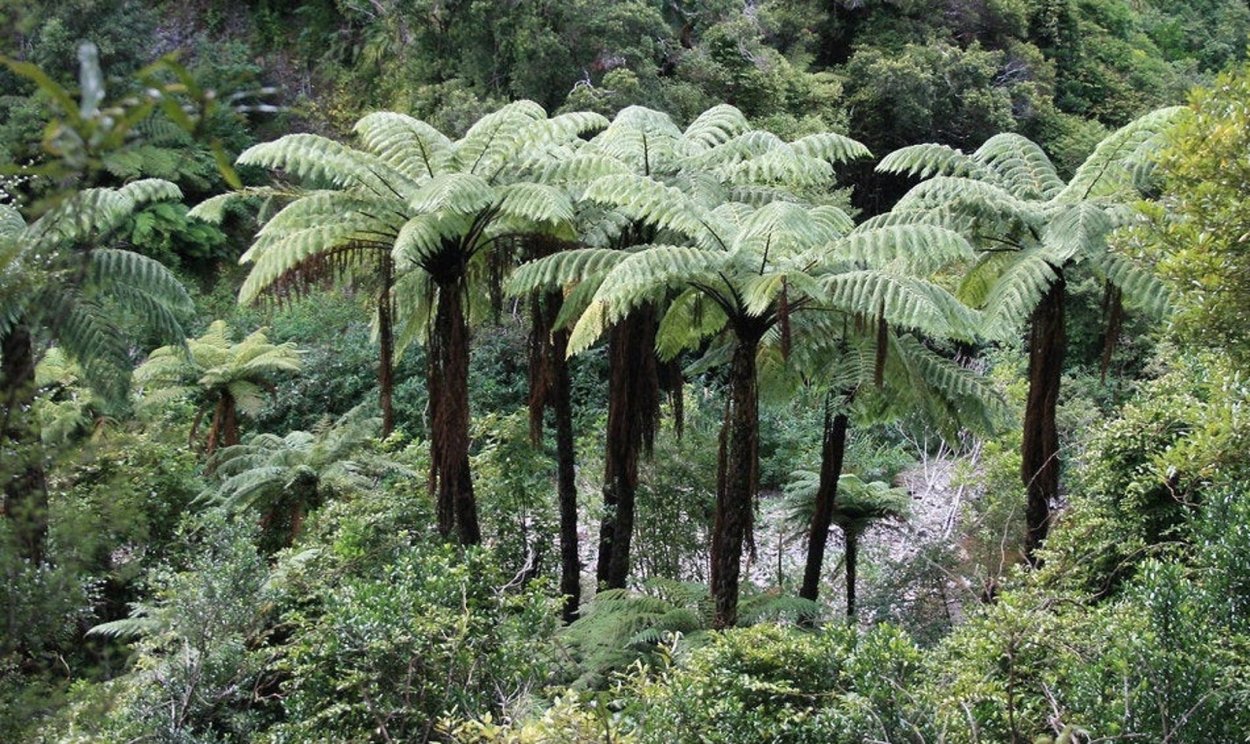 Циатея Брауна папоротник