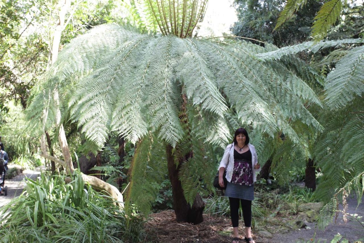 Папоротниковые леса Шотландии.