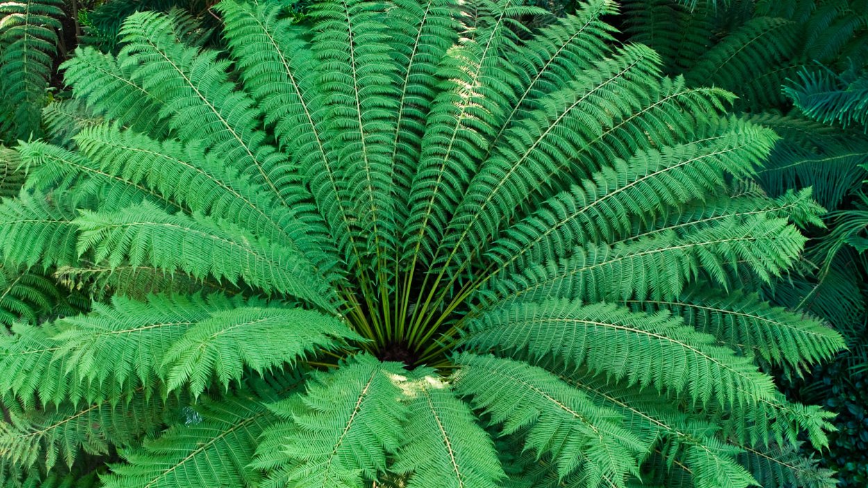 Папоротник Щитовник красный