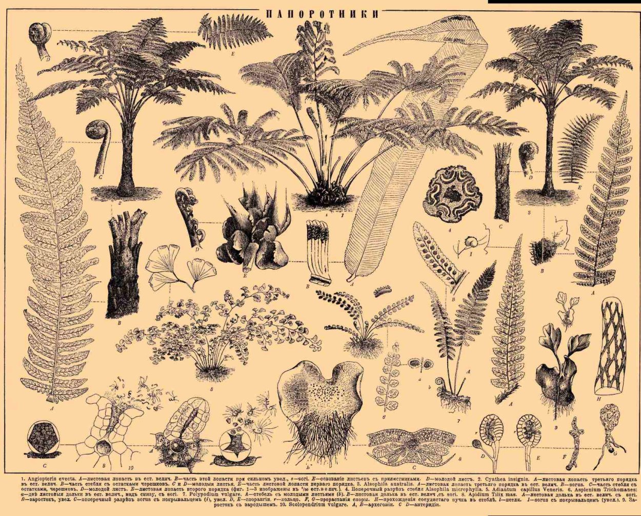 Субтропические дождевые леса