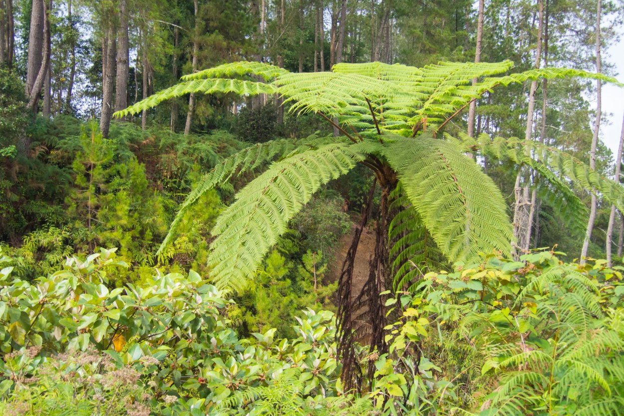 Палеофитные папоротники