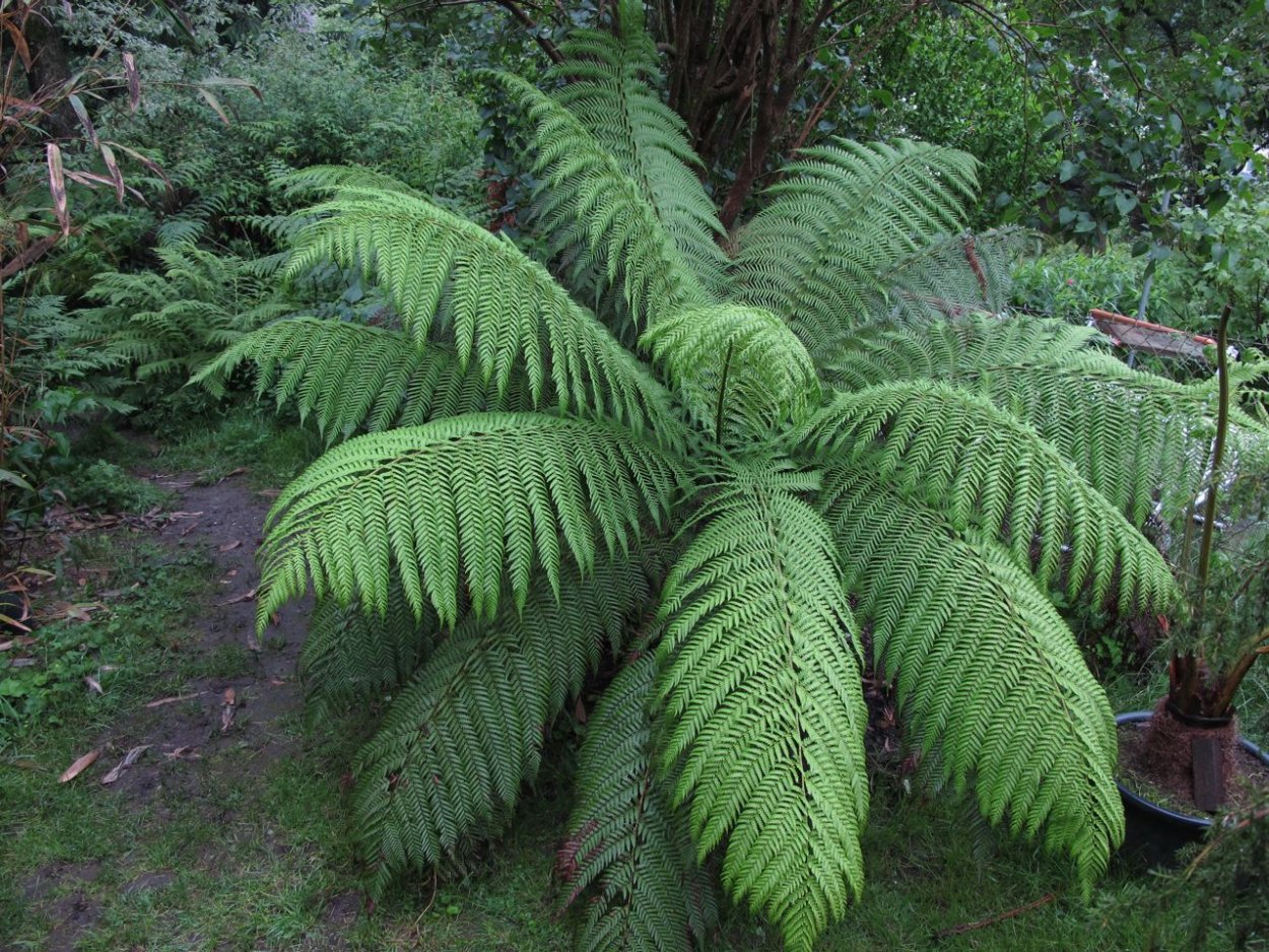 Древние изображения растений