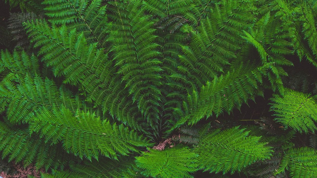 Фернс папоротник
