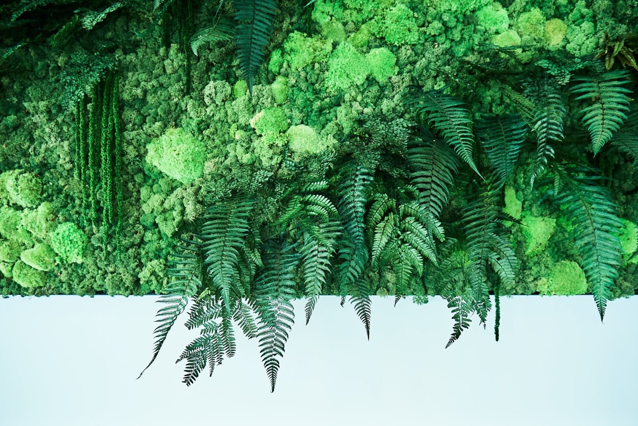 Папоротник puk1001