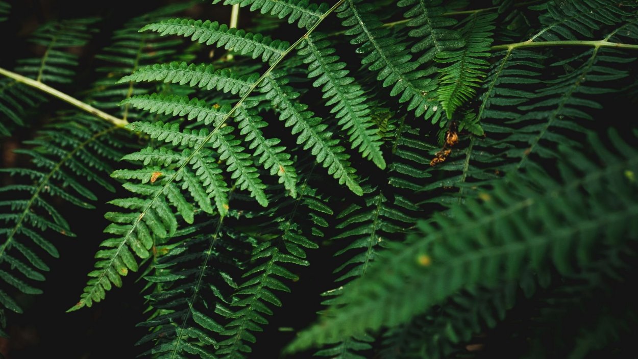 Папоротник r265