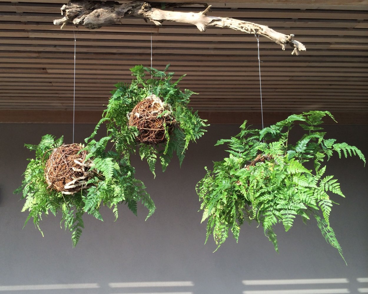 Гигантские папоротники