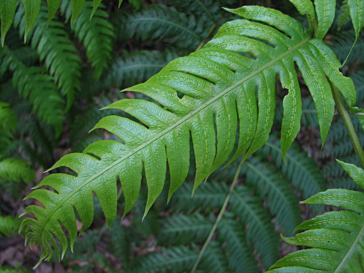 Тропические древовидные папоротники