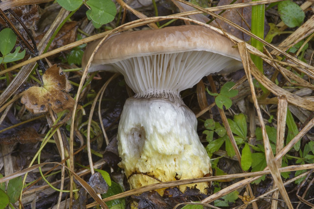 Мокруха Еловая клейкая