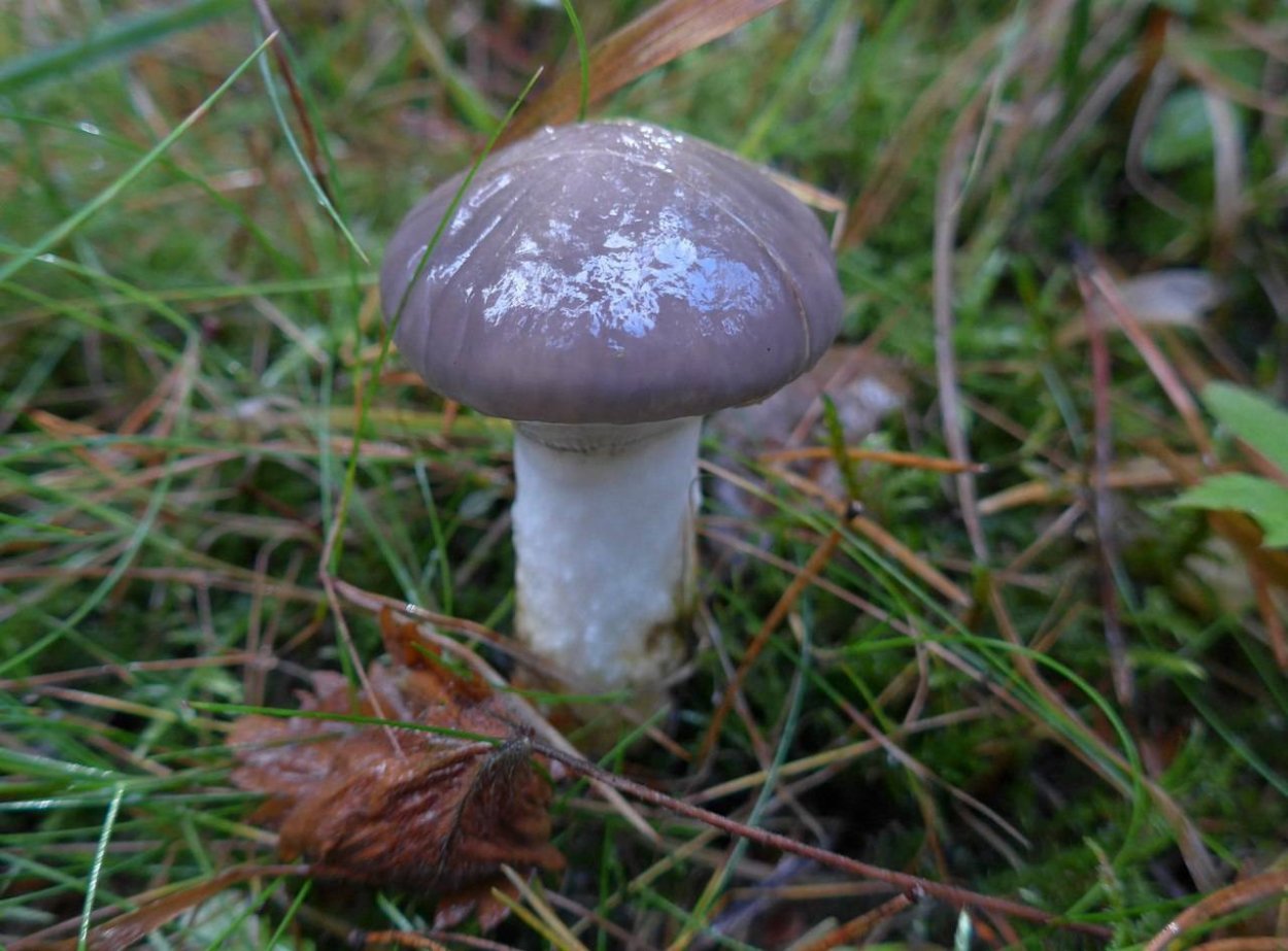 Мокруха Еловая масленок