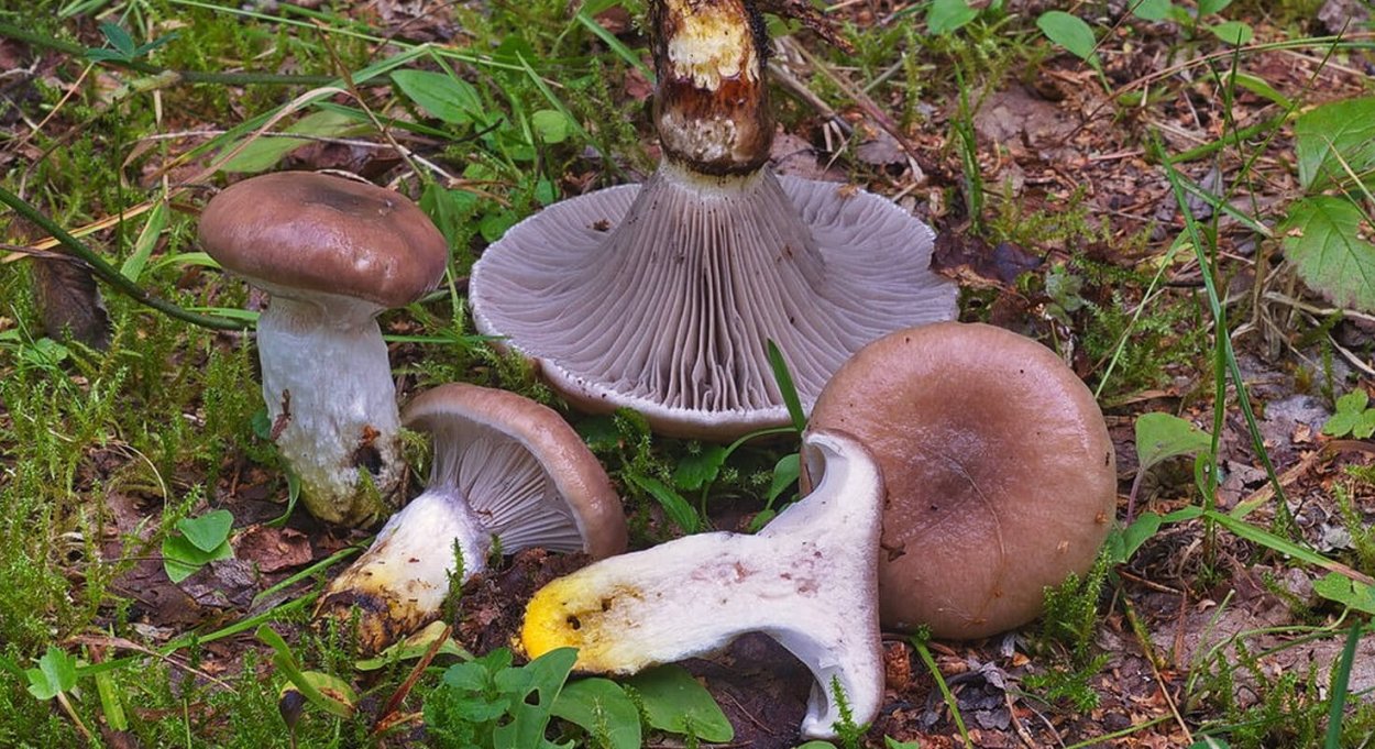 Мокруха Еловая (Gomphidius glutinosus)