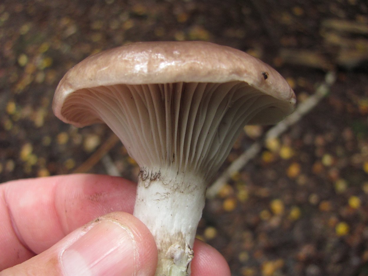 Gomphidius glutinosus