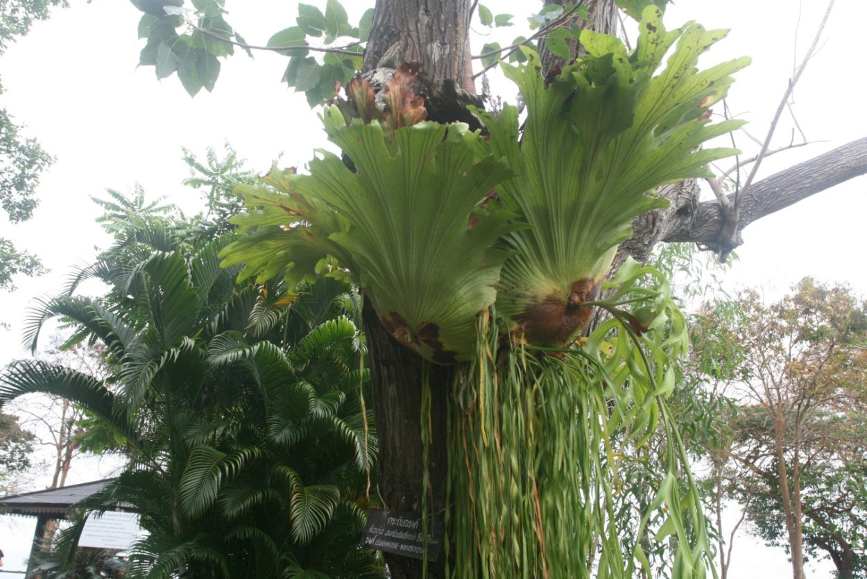 Нефролепис удобрение