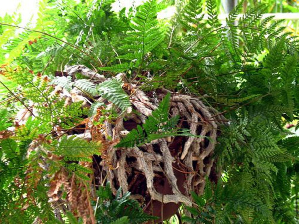 Древовидный папоротник гигант