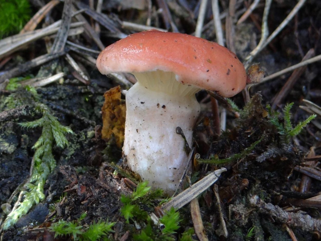 Гриб мокруха пурпуровая