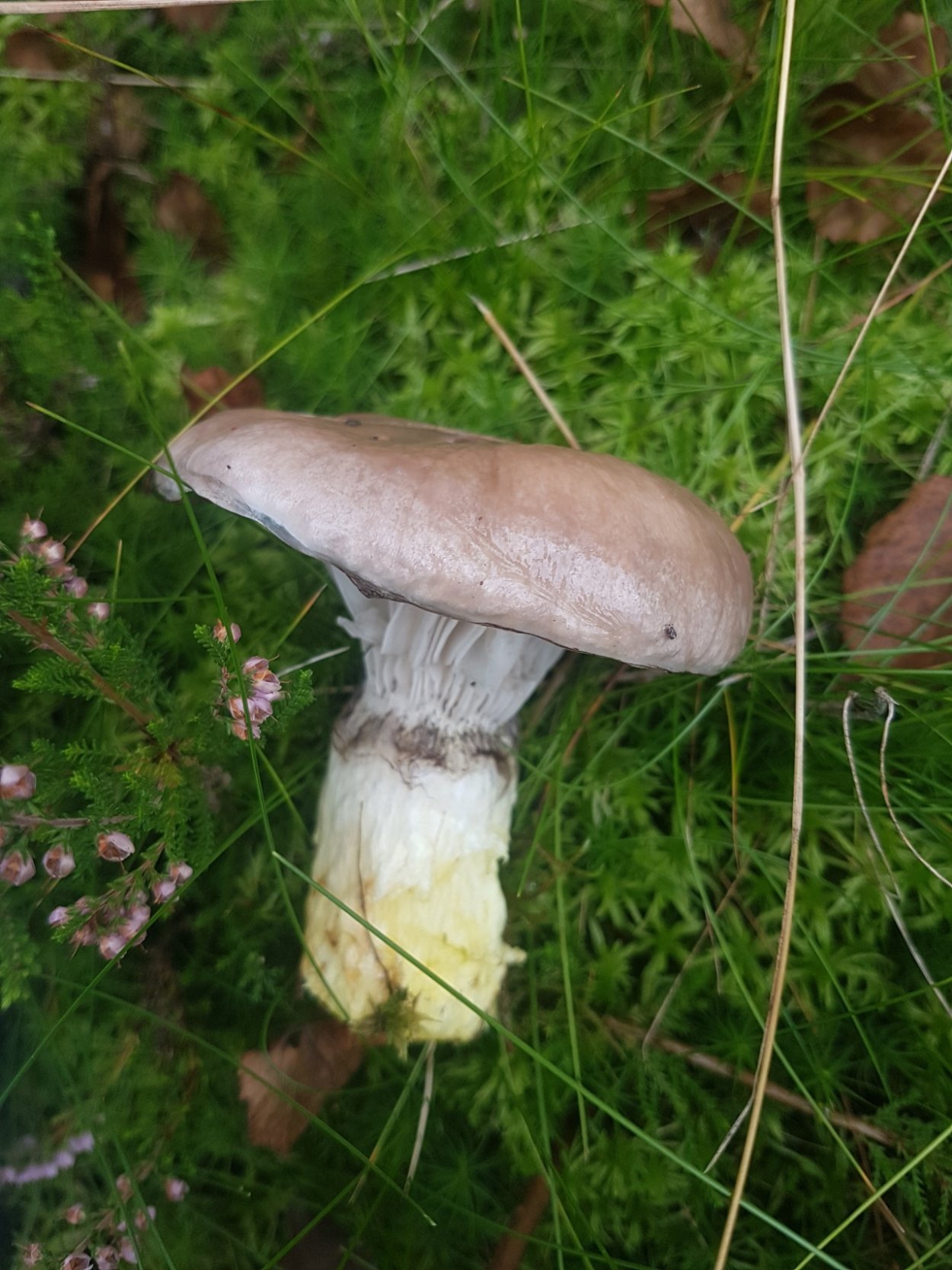 Мокруха Еловая гриб