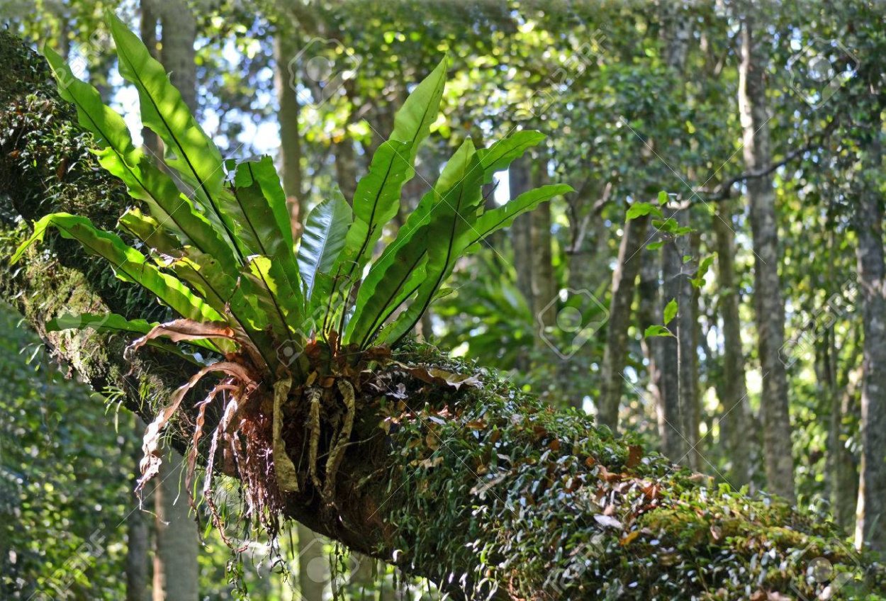 Даваллия Канарская